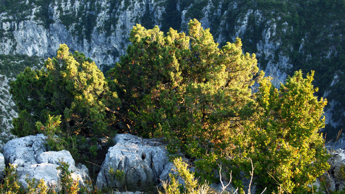 Изображение особи Juniperus phoenicea.