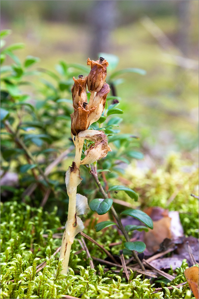 Image of Hypopitys monotropa specimen.