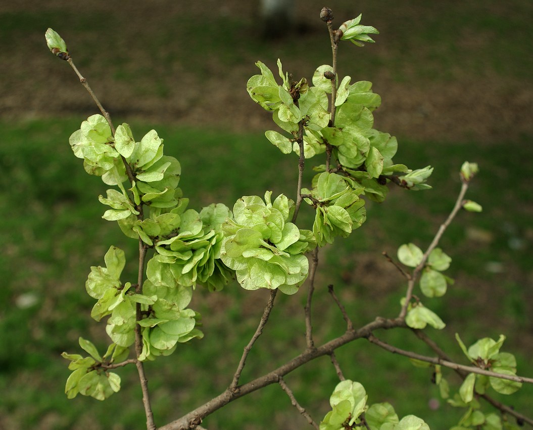 Изображение особи род Ulmus.