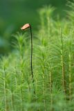 Polytrichum commune