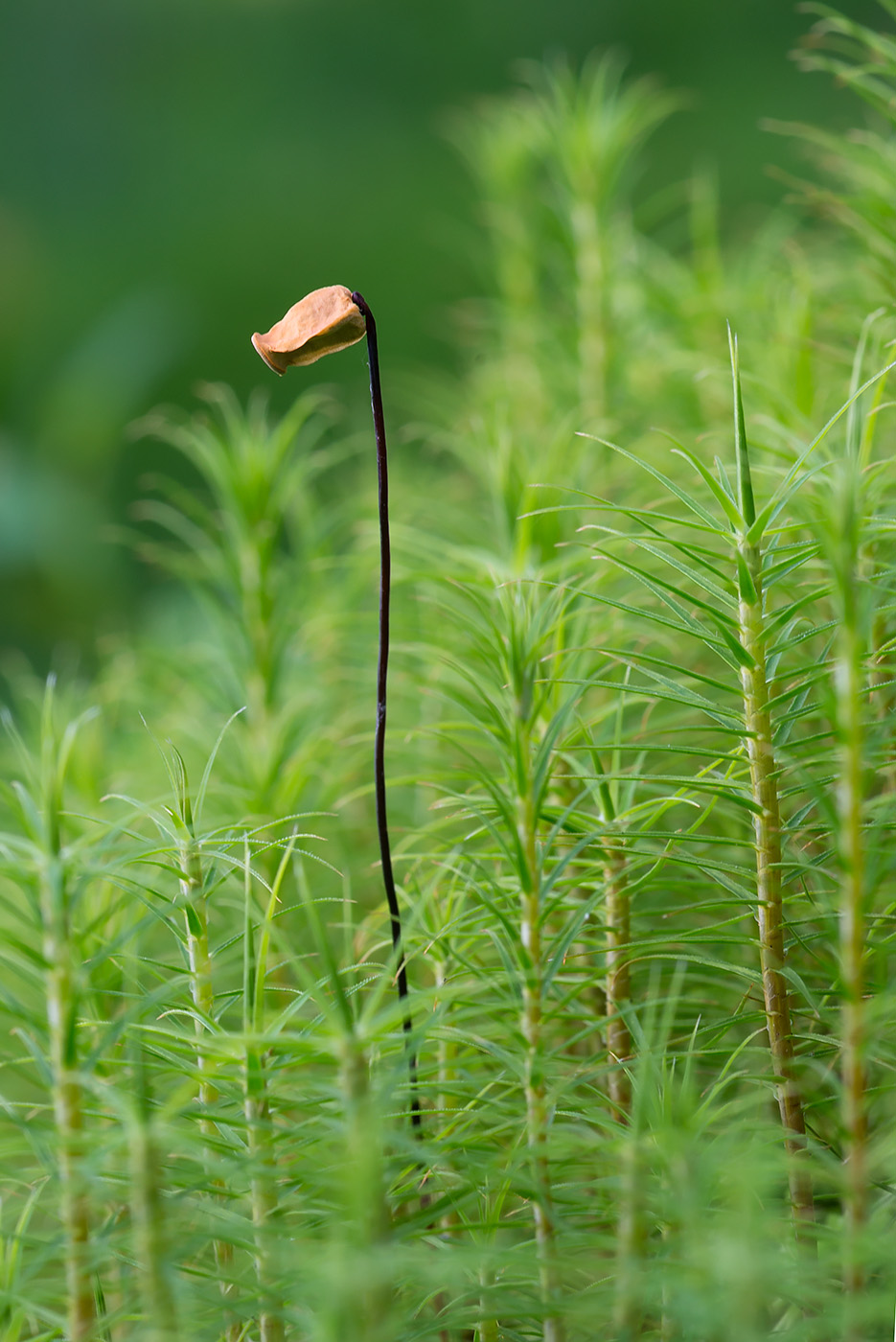 Image of Polytrichum commune specimen.