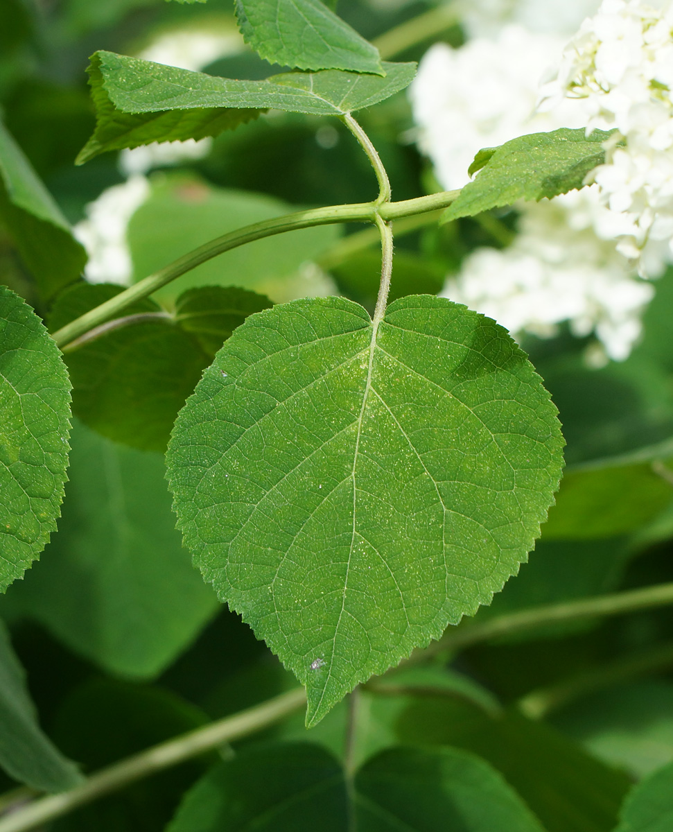 Image of Hydrangea arborescens specimen.