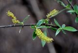 Salix alba