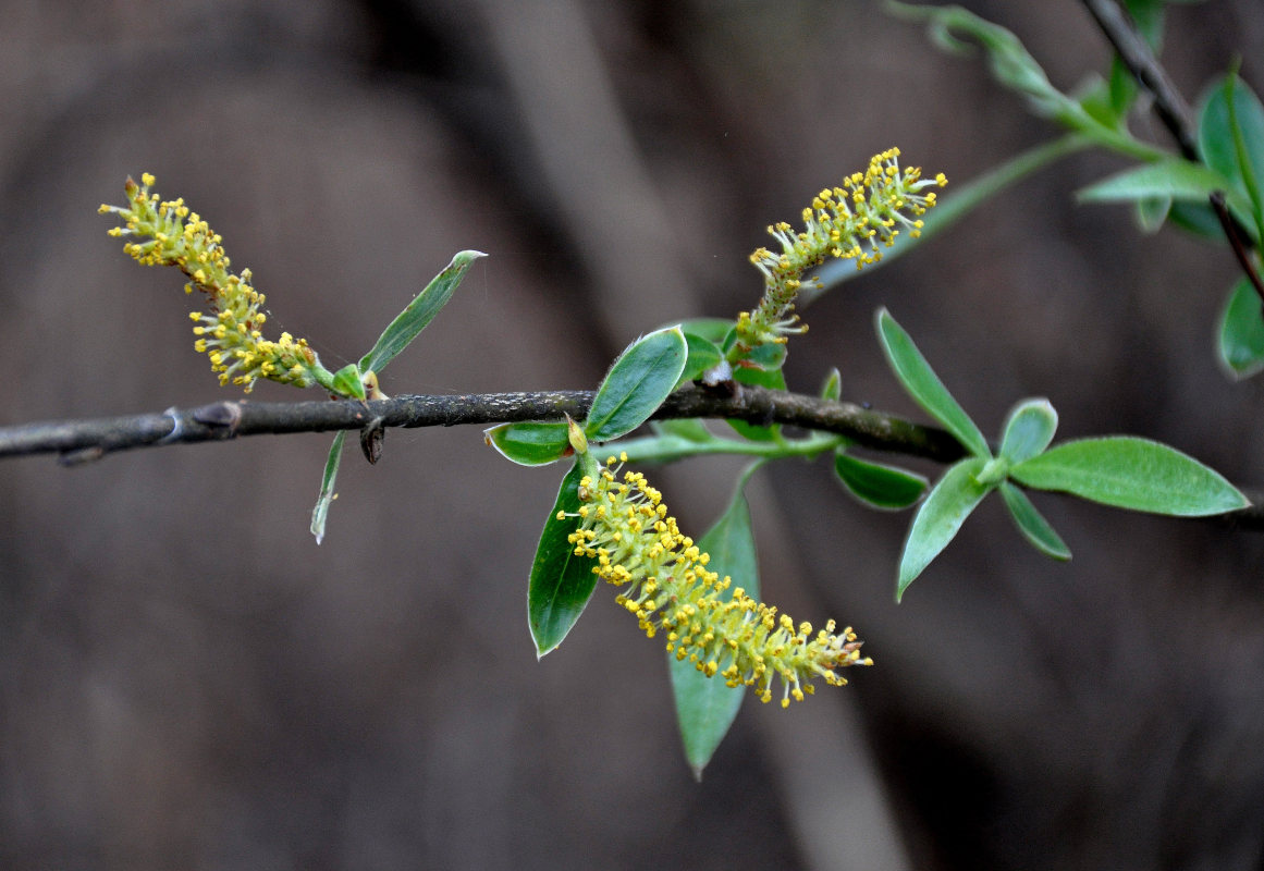 Изображение особи Salix alba.