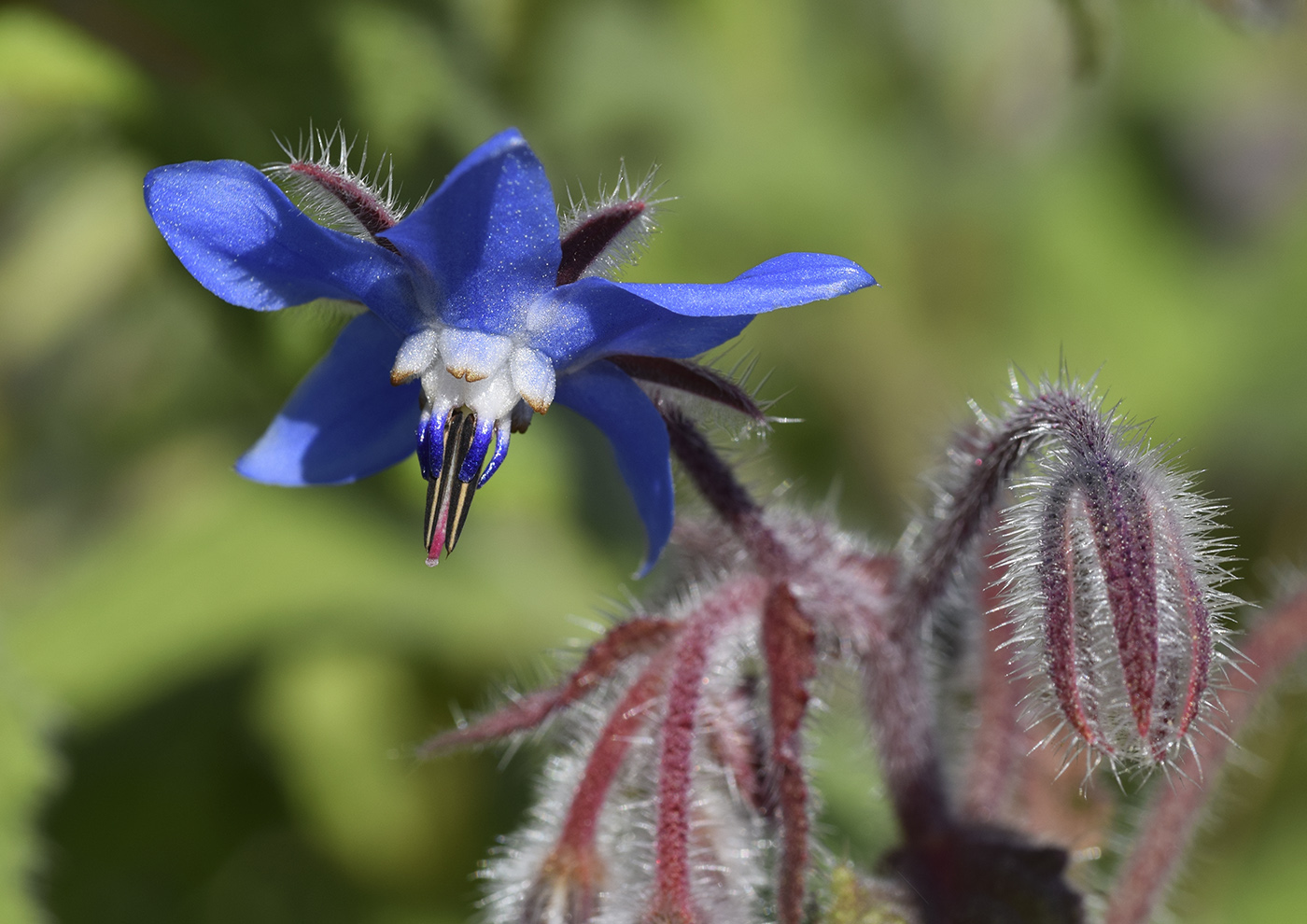 Image of Borago officinalis specimen.