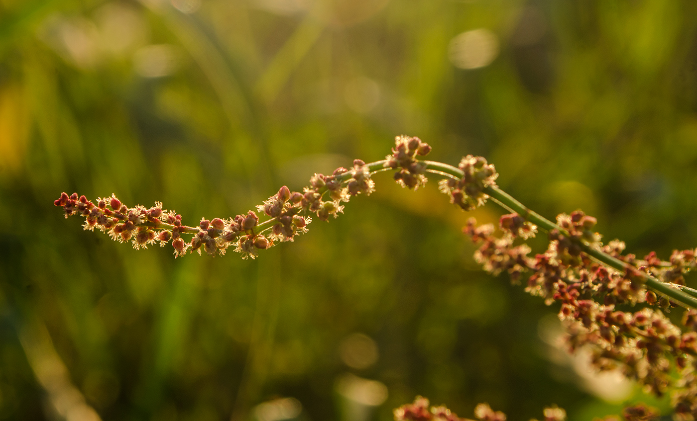 Изображение особи Rumex acetosella.