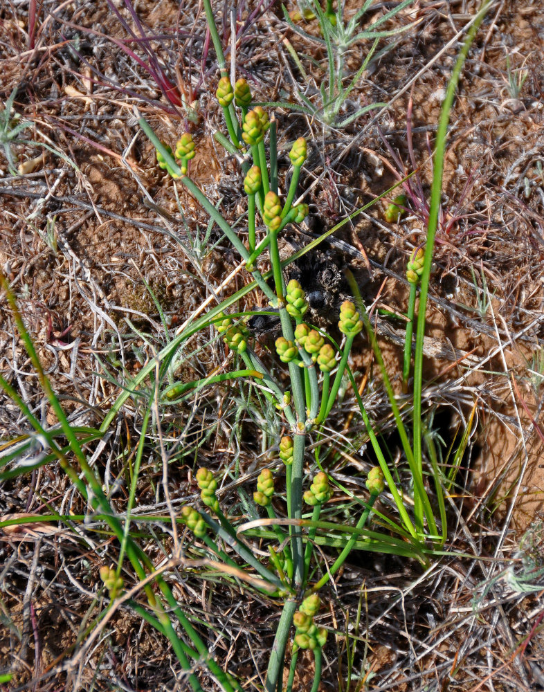 Image of Ephedra distachya specimen.