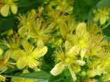 род Hypericum