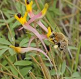 Corydalis ainae