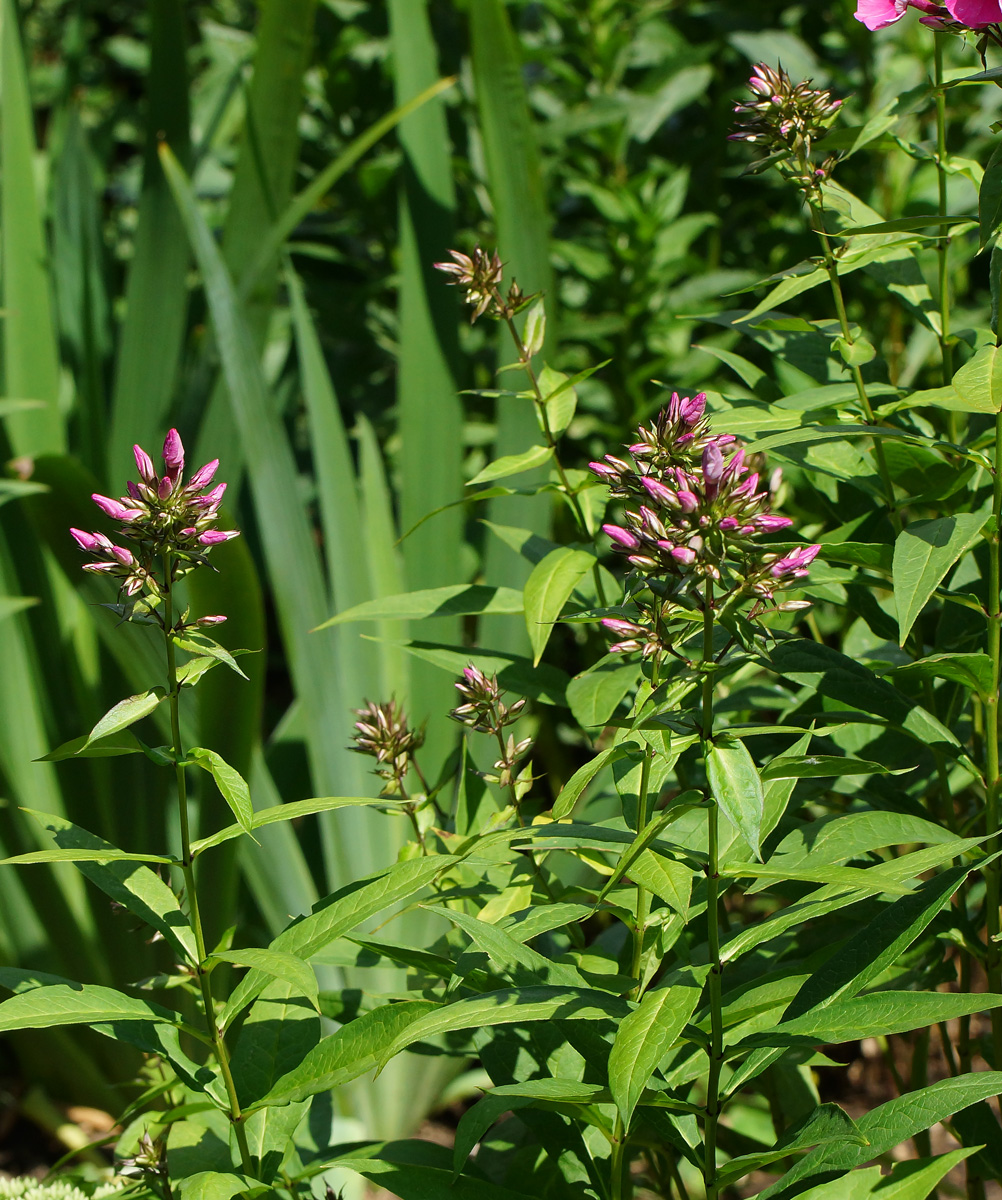 Image of Phlox paniculata specimen.