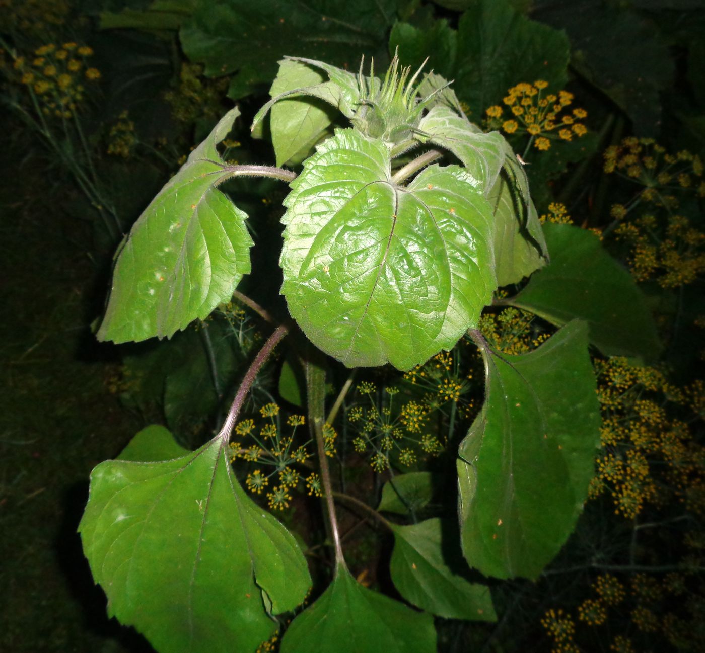 Image of Helianthus annuus specimen.