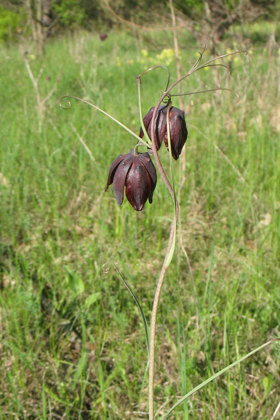 Image of Fritillaria ruthenica specimen.