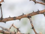 Image of taxon representative. Author is Татьяна Мальчинская
