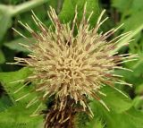 Cirsium oleraceum. Соцветие (хорошо видны составляющие его трубчатые цветки). Архангельская обл., Вельский р-н, окр. пос. Усть-Шоноша, у дороги. 28 июля 2010 г.