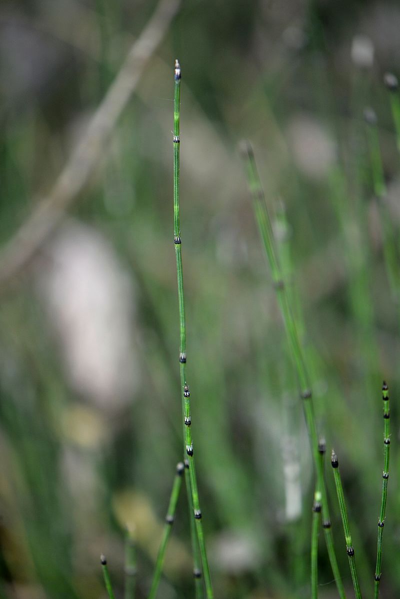 Image of Equisetum variegatum specimen.