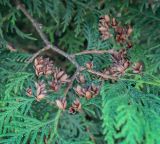 Thuja occidentalis