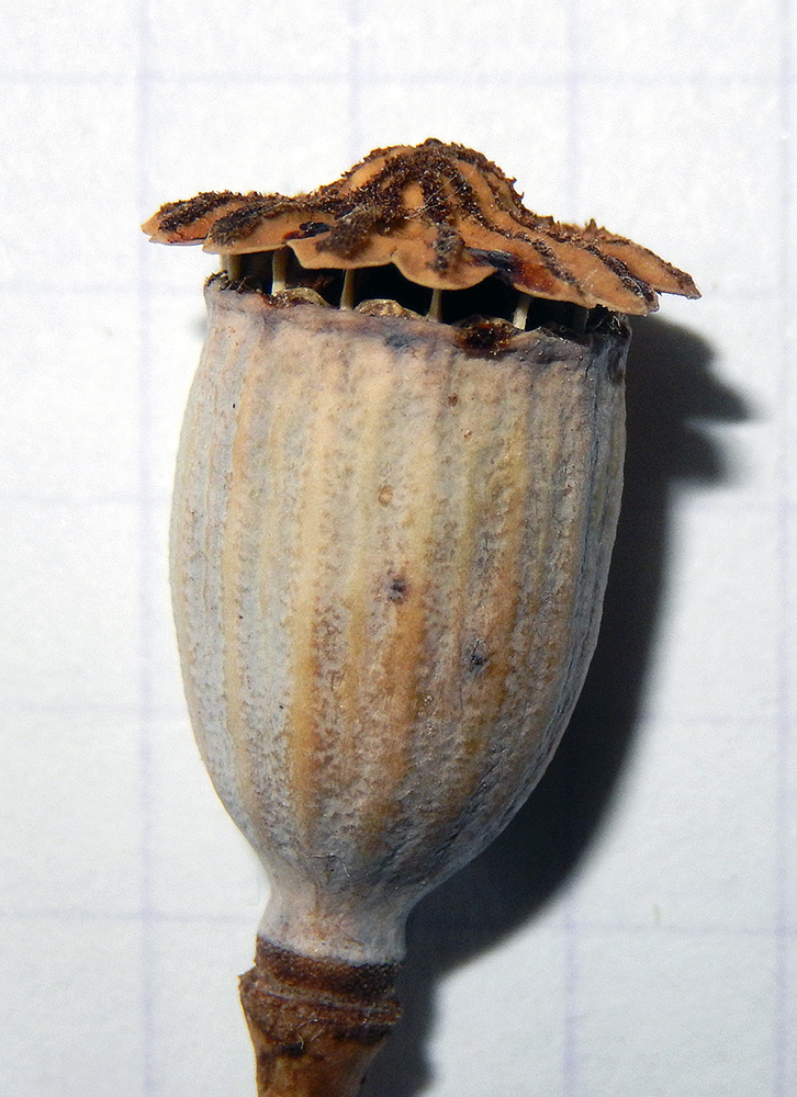 Image of Papaver rhoeas specimen.
