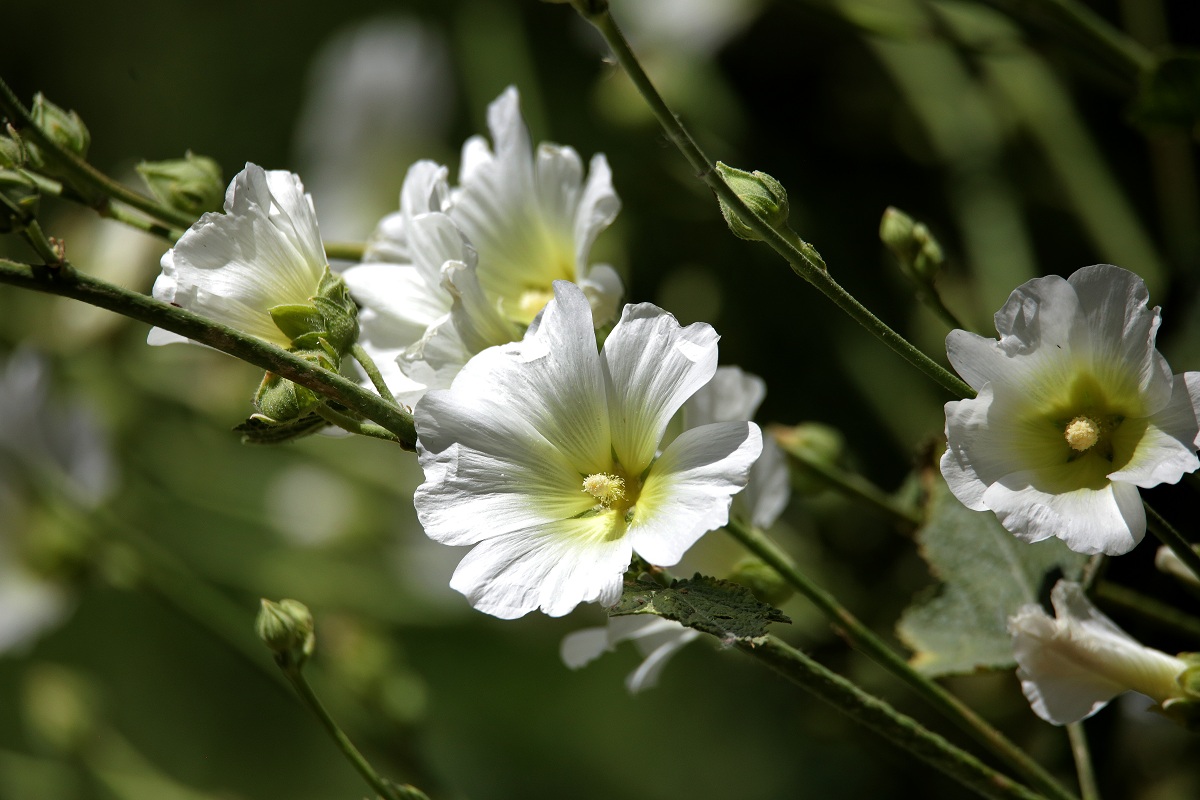 Image of Alcea nudiflora specimen.