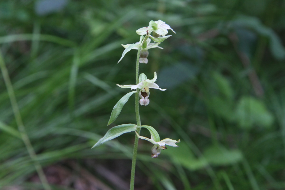 Изображение особи Epipactis helleborine.