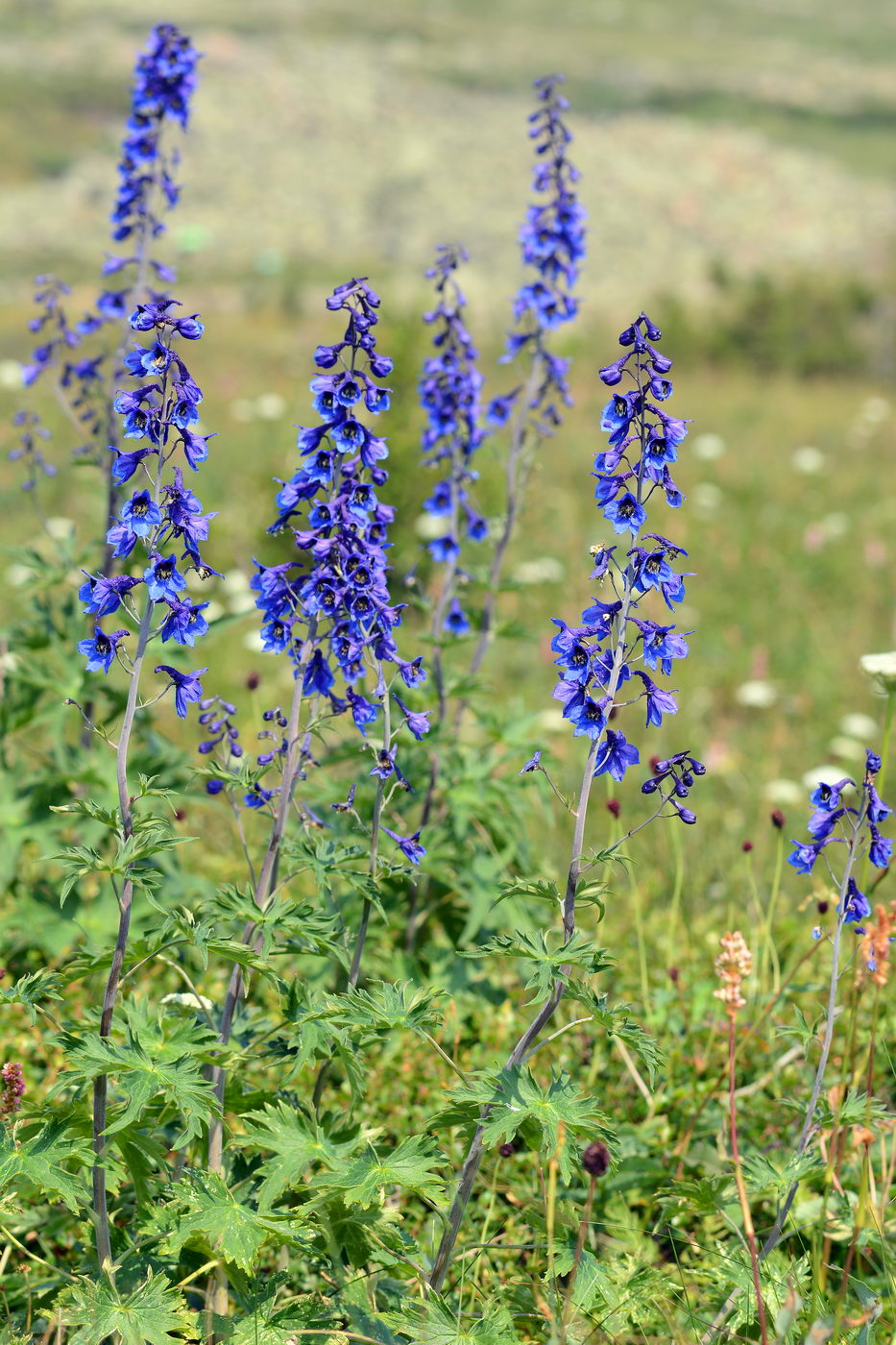 Изображение особи Delphinium elatum.