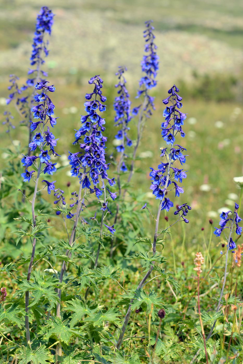 Image of Delphinium elatum specimen.