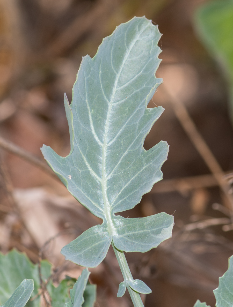 Image of Crambe sventenii specimen.