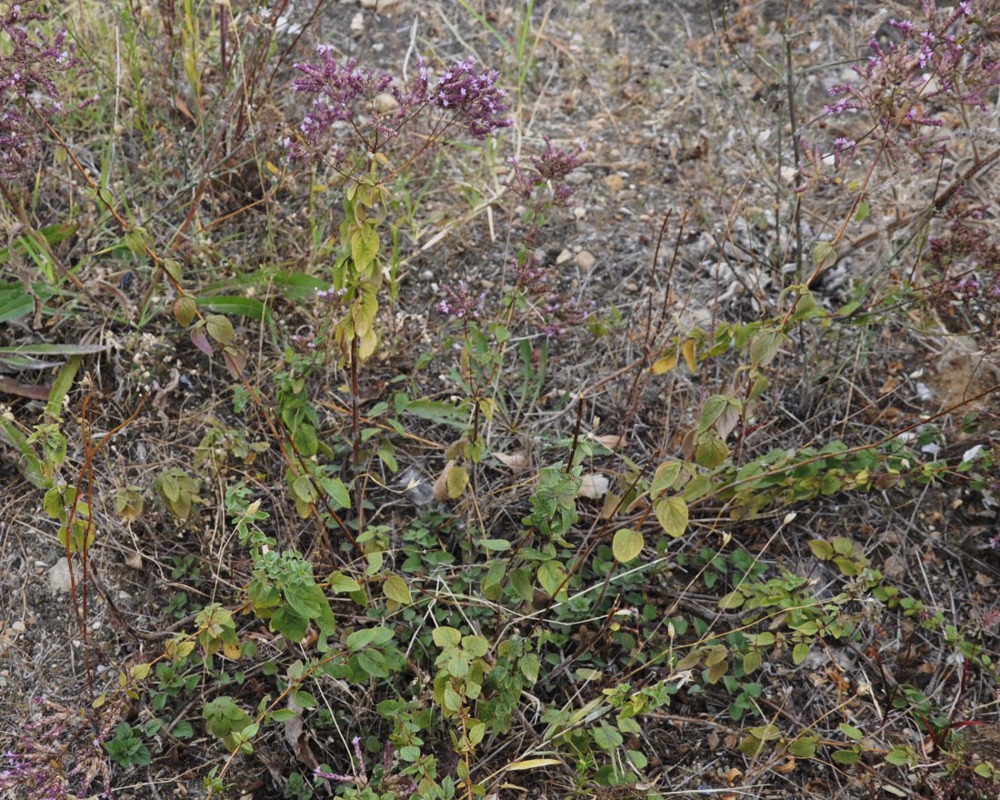 Image of genus Origanum specimen.