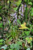 Neottianthe cucullata