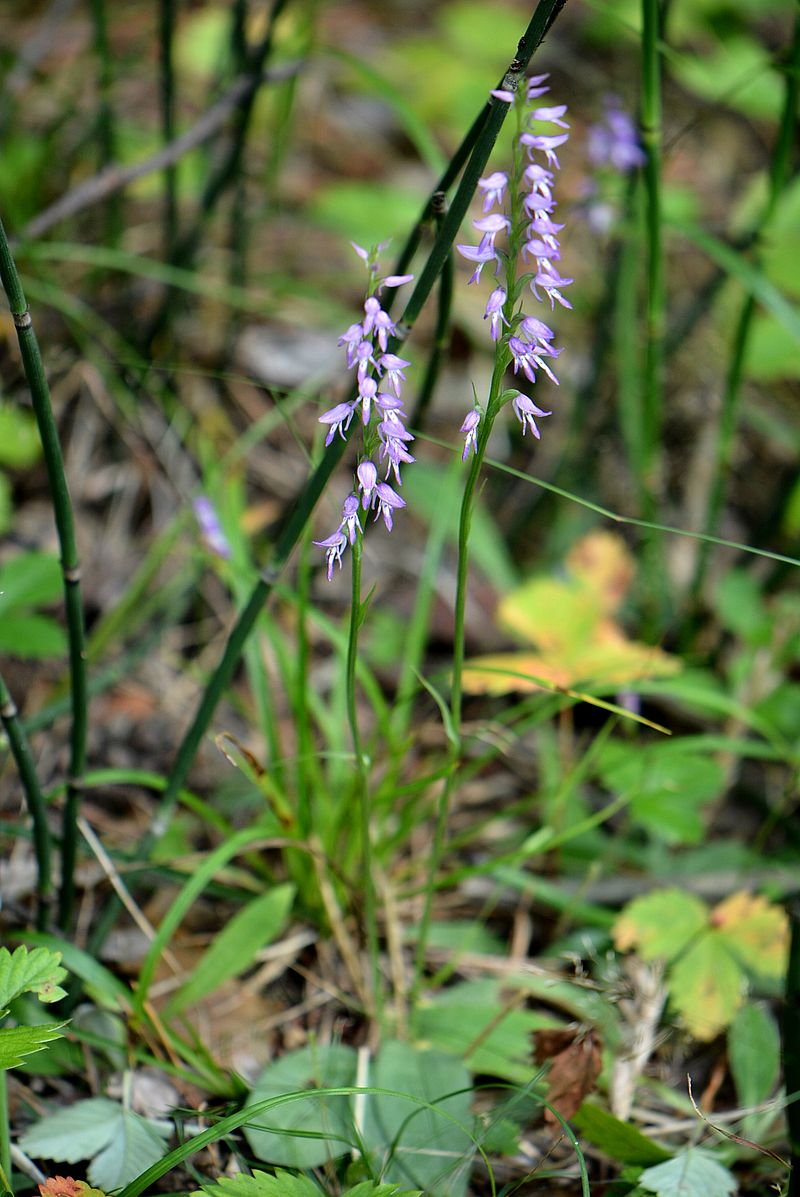 Image of Neottianthe cucullata specimen.