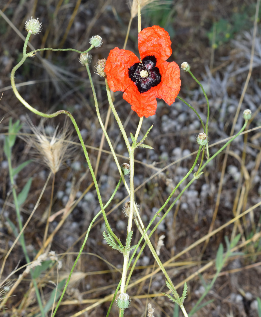 Изображение особи Papaver pavoninum.