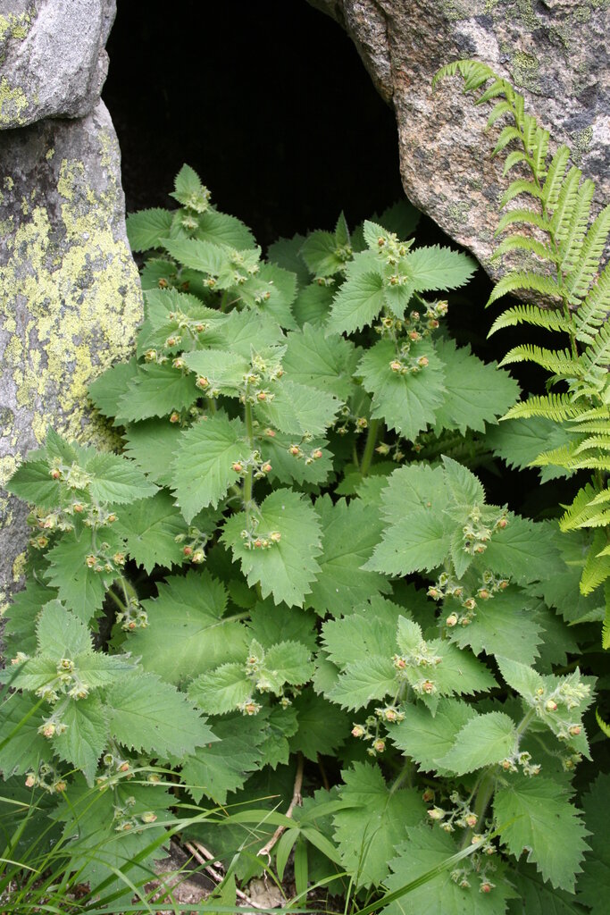 Изображение особи Scrophularia aestivalis.