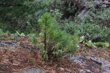 Pinus sibirica. Молодое дерево; на переднем плане - Juniperus. Республика Алтай, Усть-Коксинский р-н, долина р. Куйгук, окр. водопада Куйгук, на скале, обтёсанной старым ледником. 29 июля 2020 г.