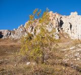 Salix caprea. Дерево с листьями в осенней окраске. Адыгея, Кавказский биосферный заповедник, ур. Яворова Поляна, ≈ 1900 м н.у.м., каменистая россыпь. 17.10.2015.