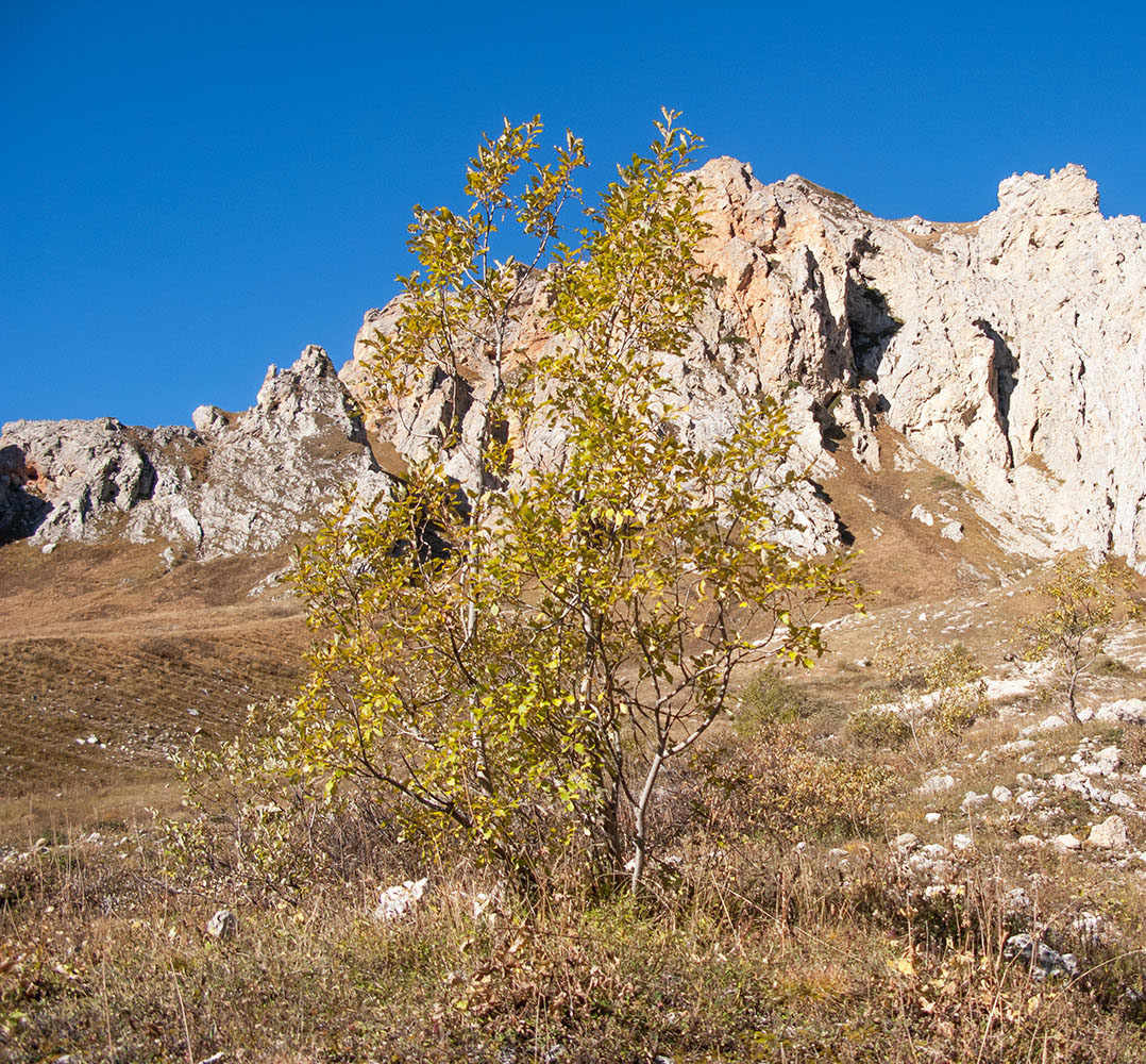 Image of Salix caprea specimen.