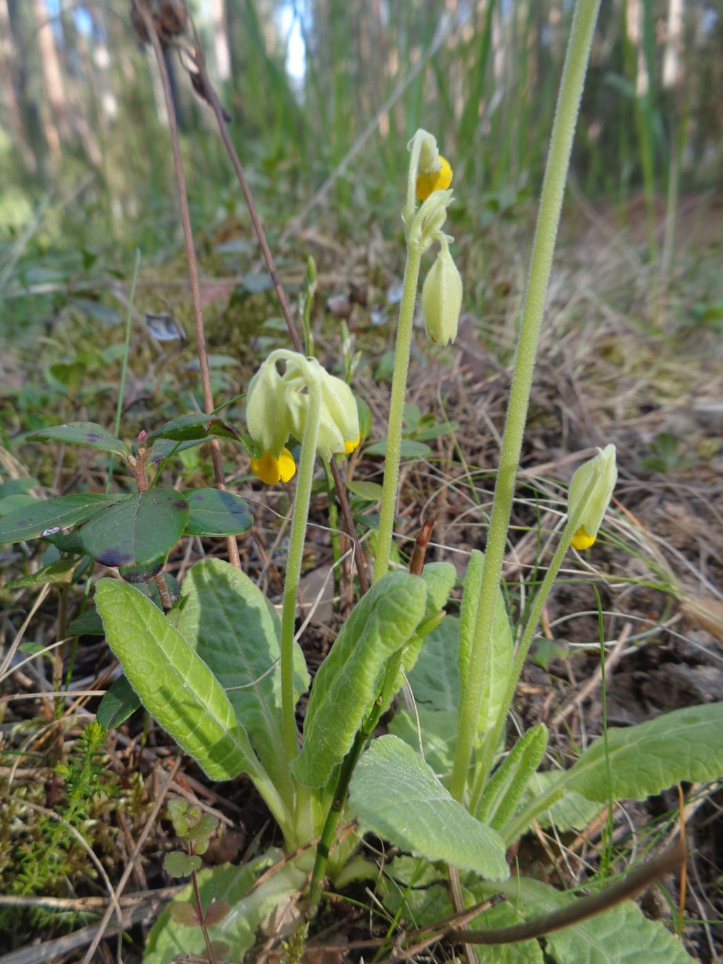 Изображение особи Primula veris.