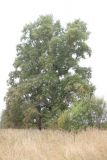 Populus &times; sibirica