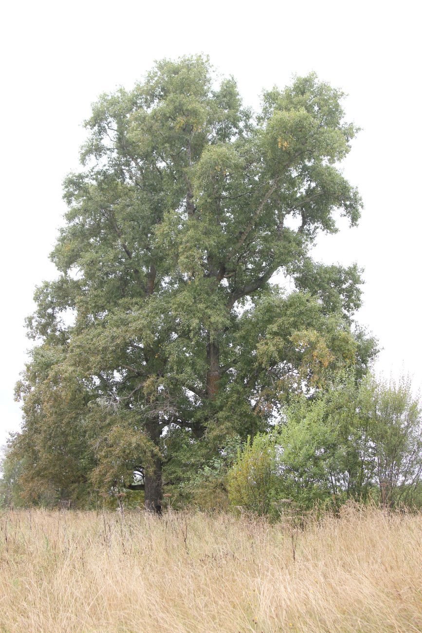 Image of Populus &times; sibirica specimen.