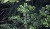 Abies gracilis