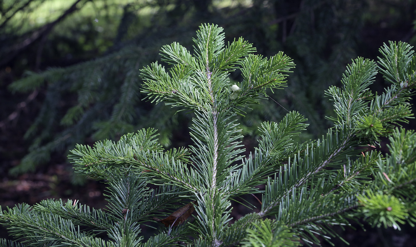 Изображение особи Abies gracilis.