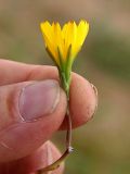 Chorisis repens. Соцветие. Приморский край, Ольгинский р-н, 6 км Ю-В с. Милоградово, бух. Красная Скала. 12.08.2009.