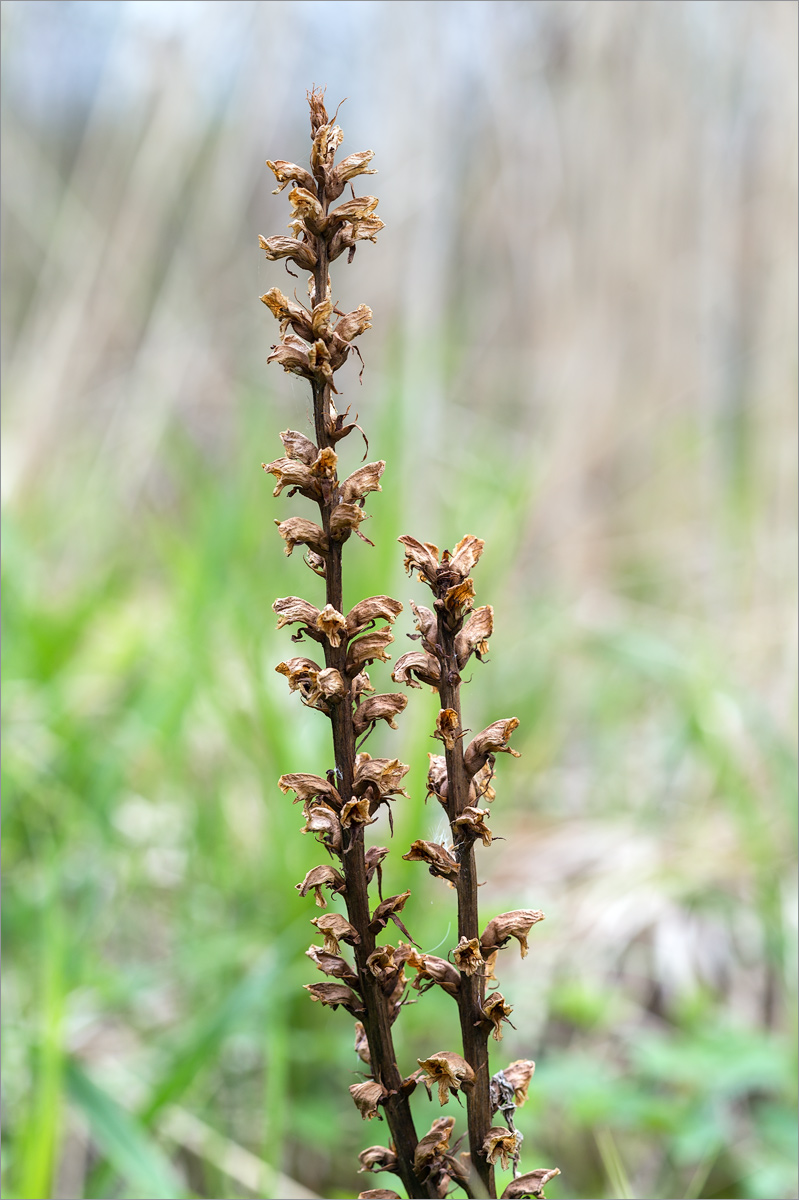 Image of Orobanche pallidiflora specimen.