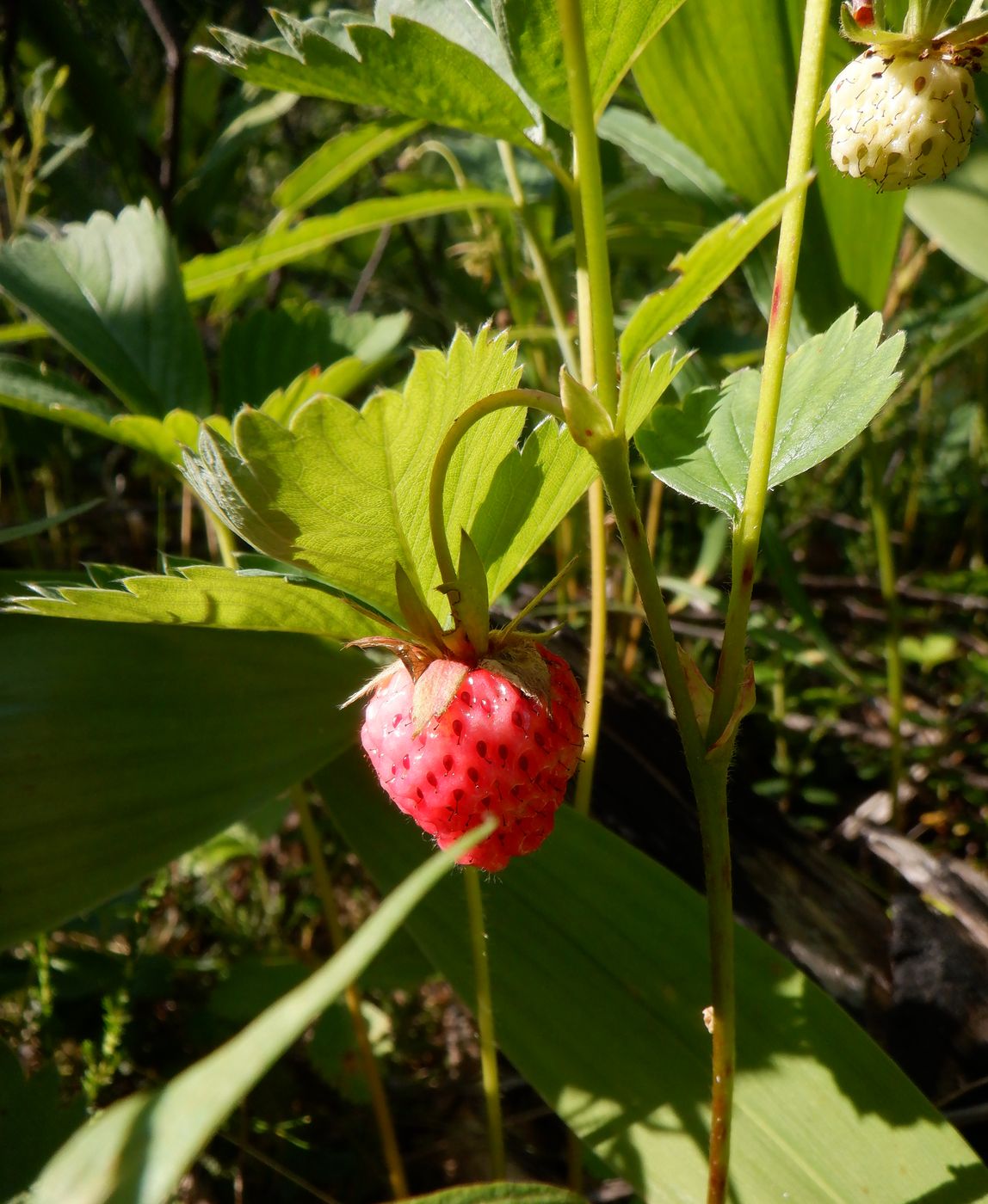 Image of Fragaria &times; ananassa specimen.