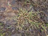 Glyceria fluitans