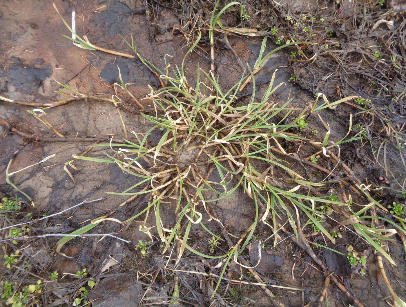 Image of Glyceria fluitans specimen.