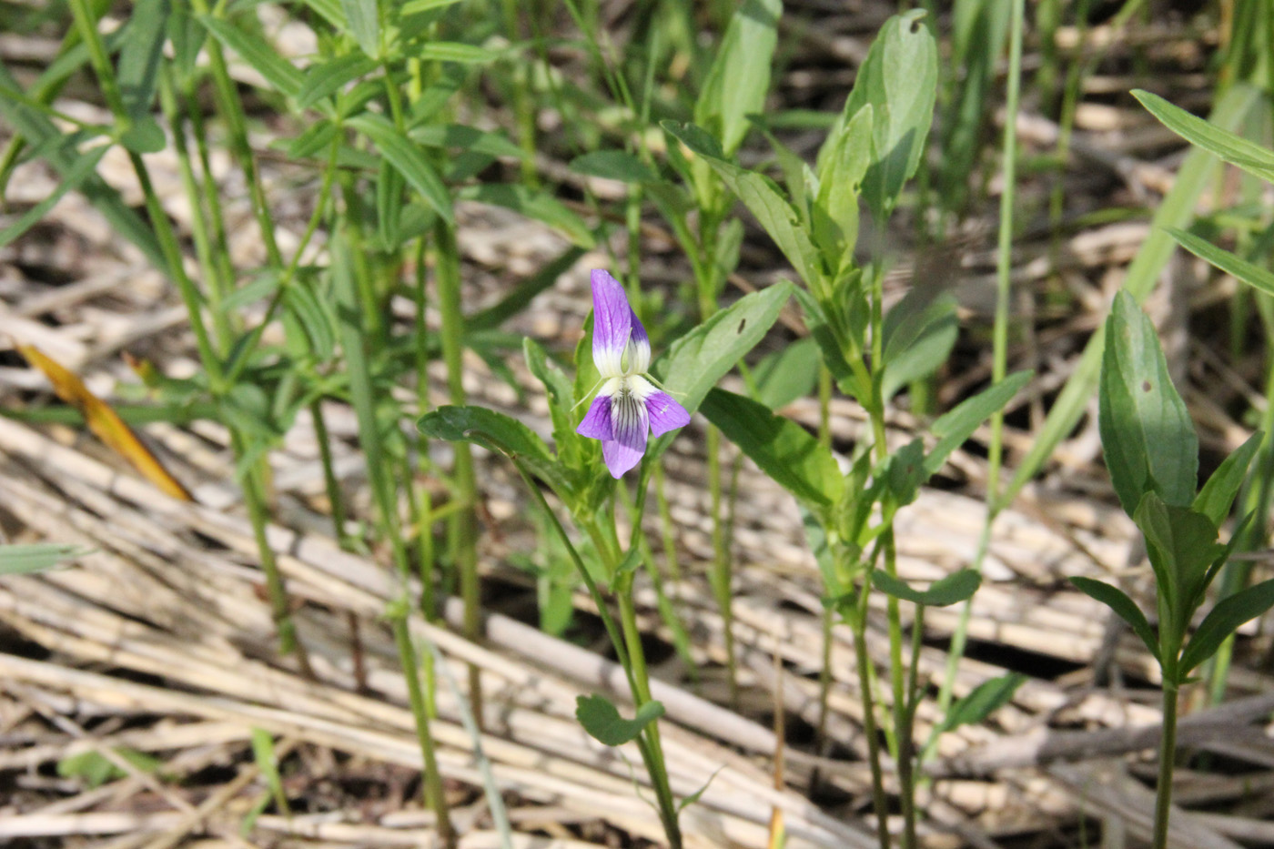 Image of Viola stagnina specimen.