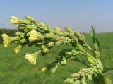 Lactuca serriola