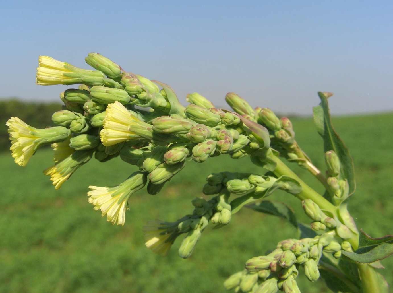 Изображение особи Lactuca serriola.