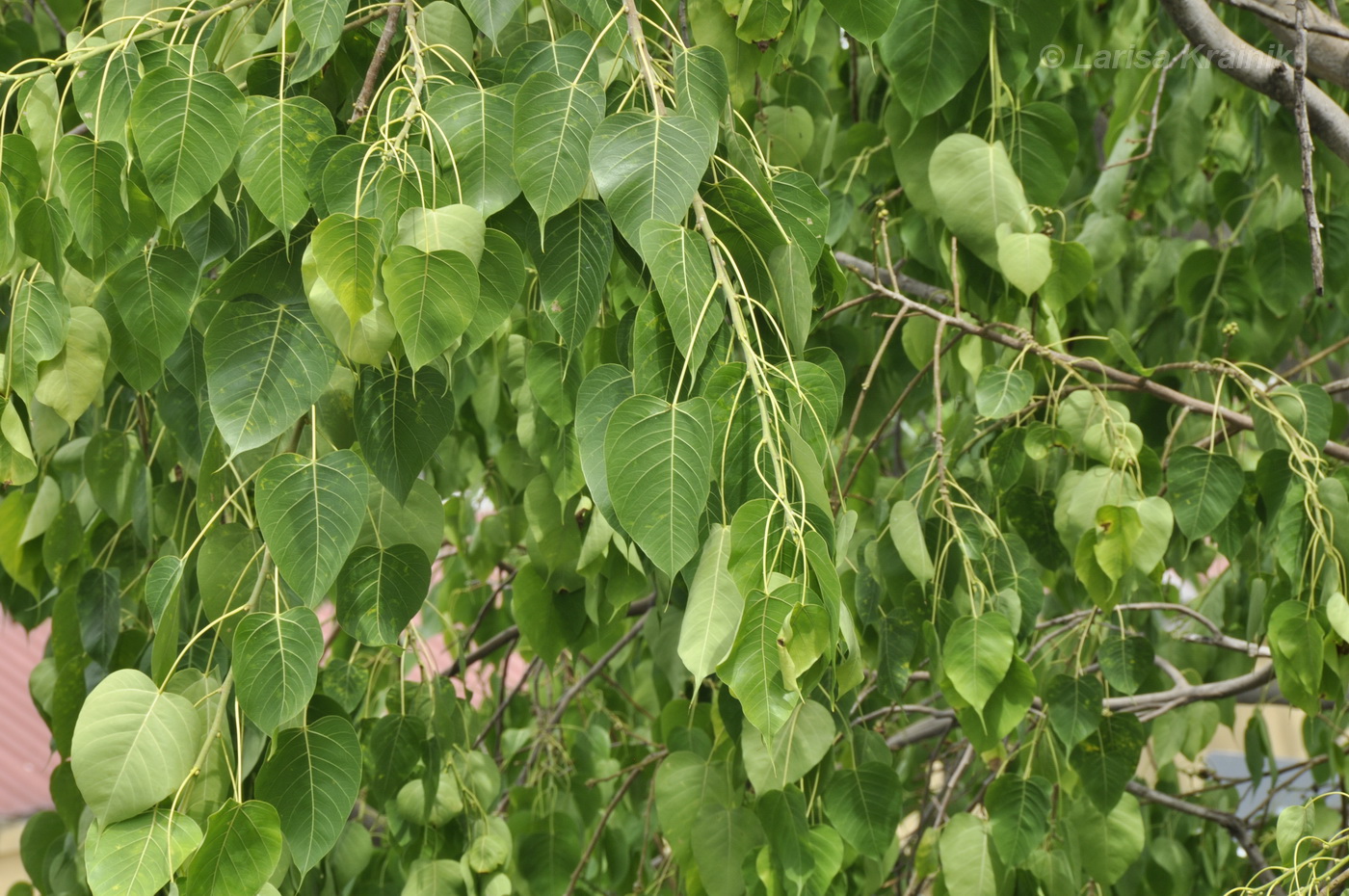 Изображение особи Ficus religiosa.