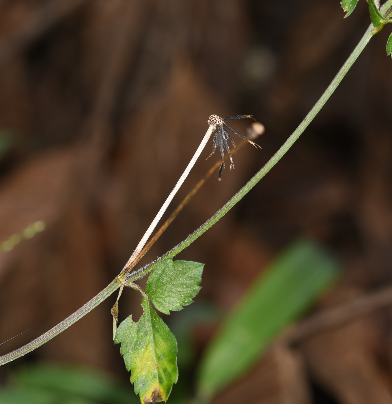 Image of Bidens pilosa specimen.