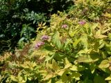 Spiraea japonica. Честь кроны цветущего и плодоносящего кустарника. Хабаровский край, 17 км Владивостокского шоссе, дача, в культуре. 27.08.2011.